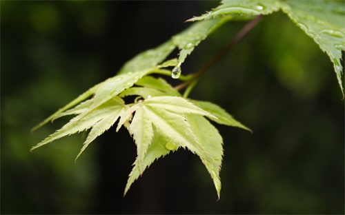 依波表特殊表带怎么拆视频(依波表换表带视频)